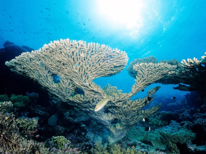 Corallo Tabulare Acropora
